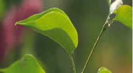producator filtre presa epurare ape uzate menajere Verlicchi s.r.l.
